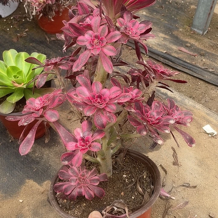 575香奈儿多肉植物福利