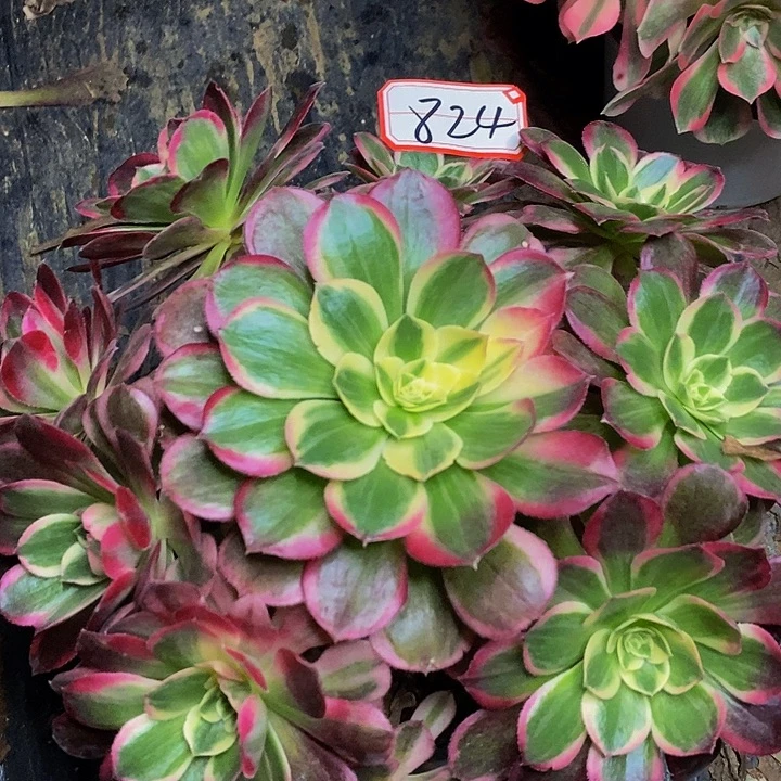 太子妃老桩捧花824号