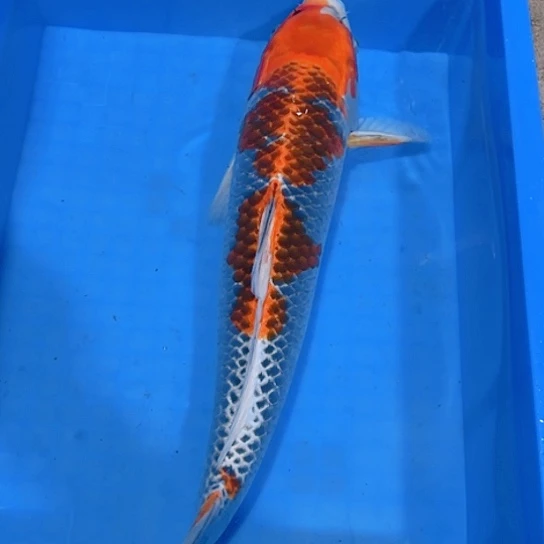 赤木芒果红孔雀淡水鱼