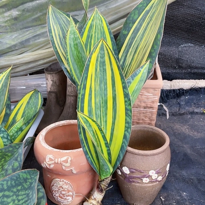 完全开放宝镜虎皮兰裸根发货38cm