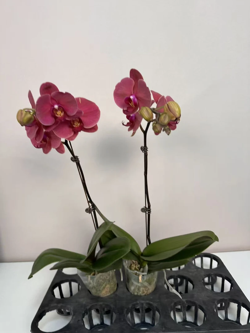 【沙糖桔】蝴蝶兰 红色中小花型 四季花 室内花精品 源头基地直