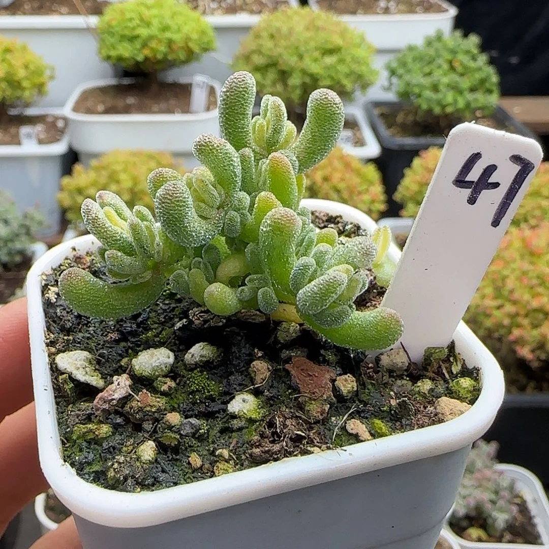冰晶锦枝干番杏。。