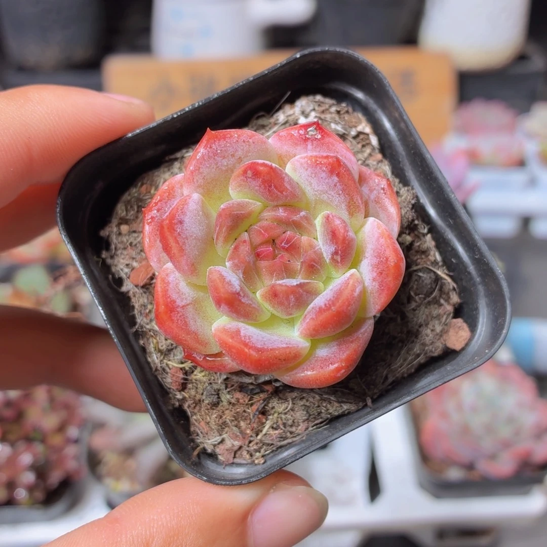 冰魄多肉9.9包邮发货