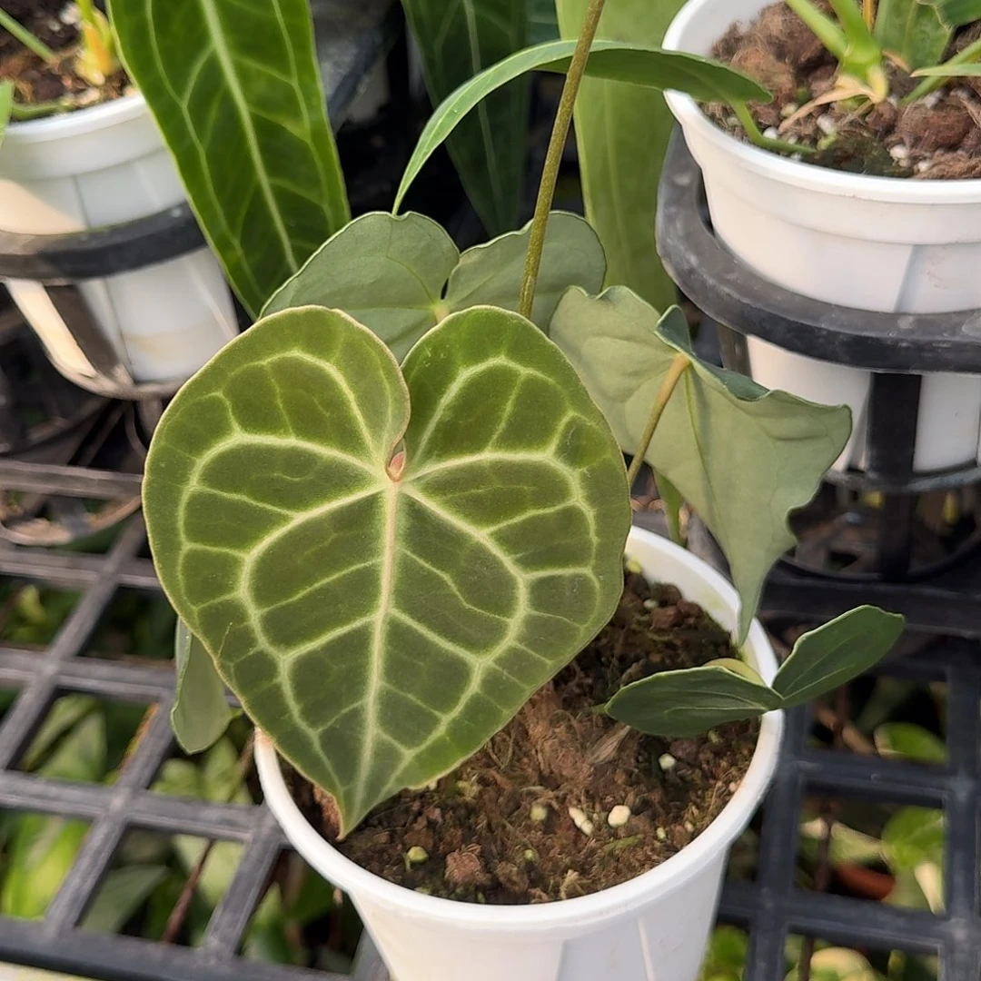 子***雪完全开放晨雾克莱恩G176