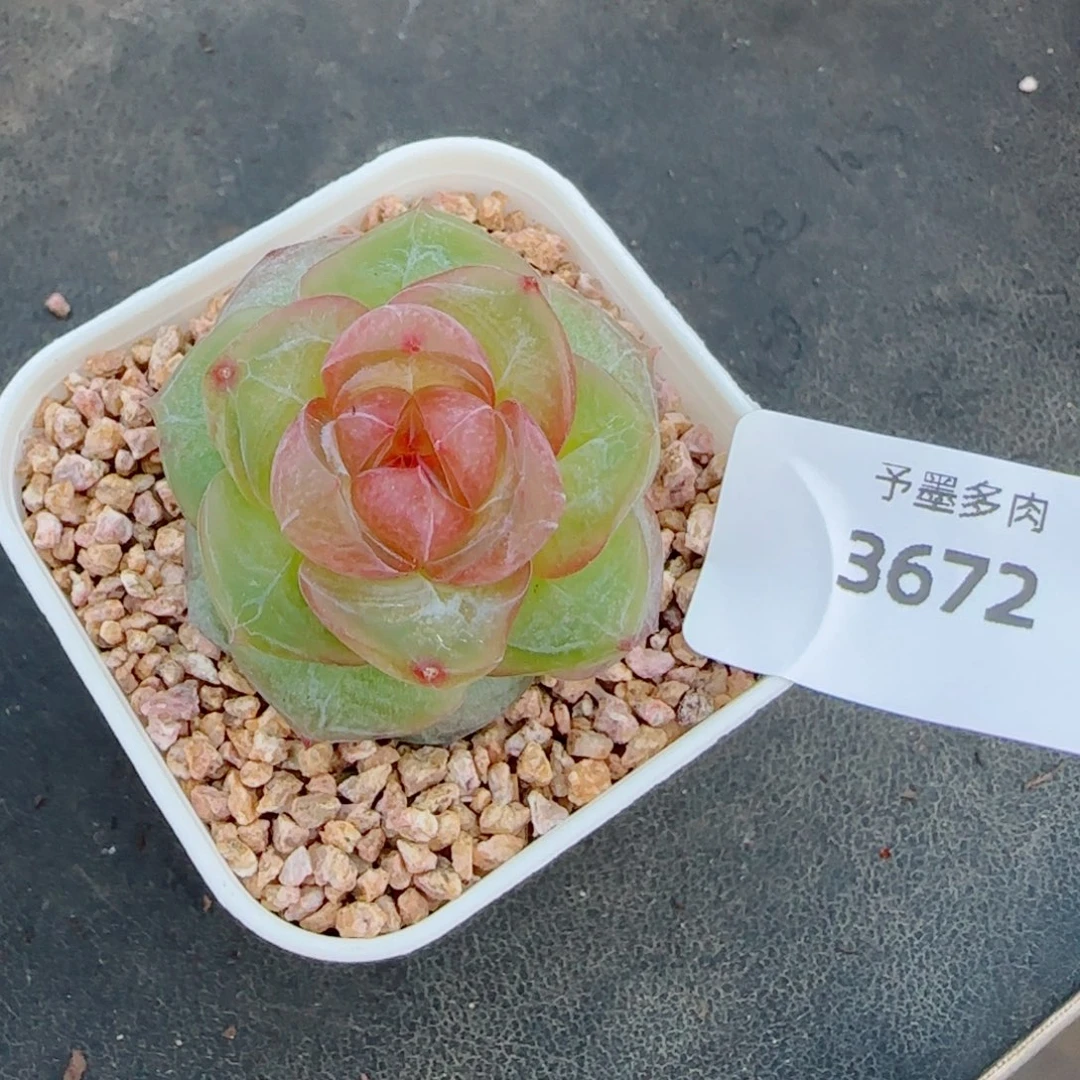 灵泽珍妮，3672多肉植物