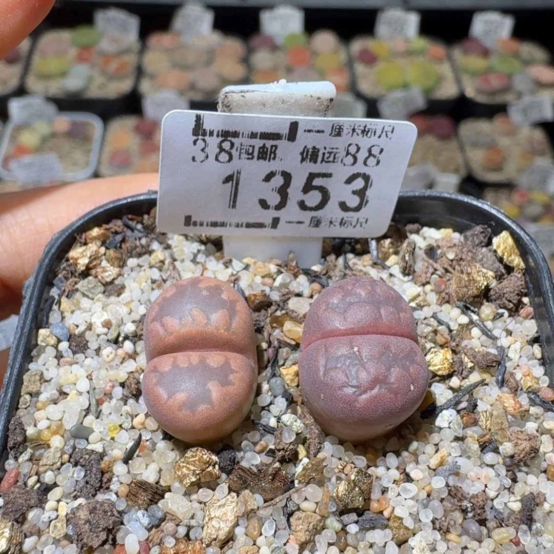 Sss便宜了便宜了1353