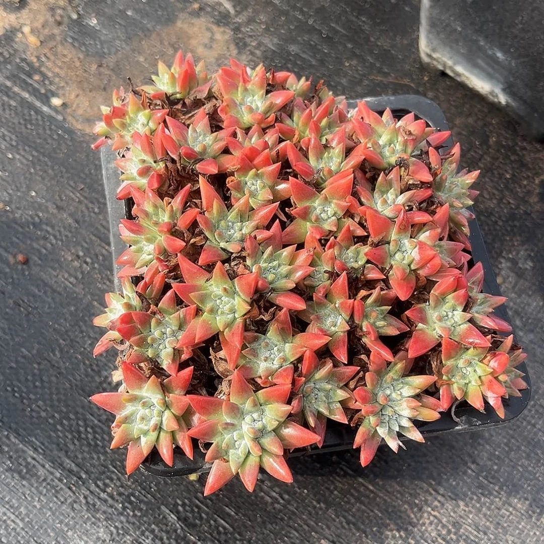 小鹿多肉一物一拍