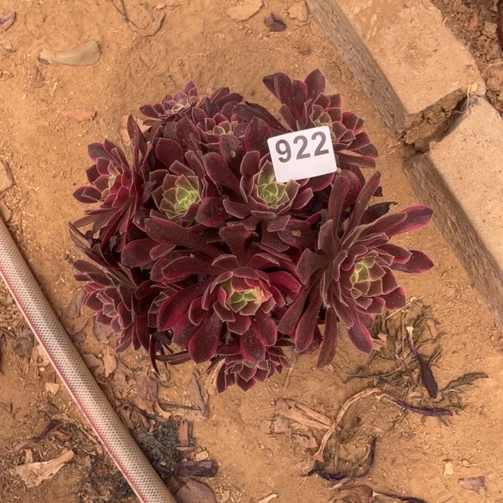 金丝雀922不包断枝