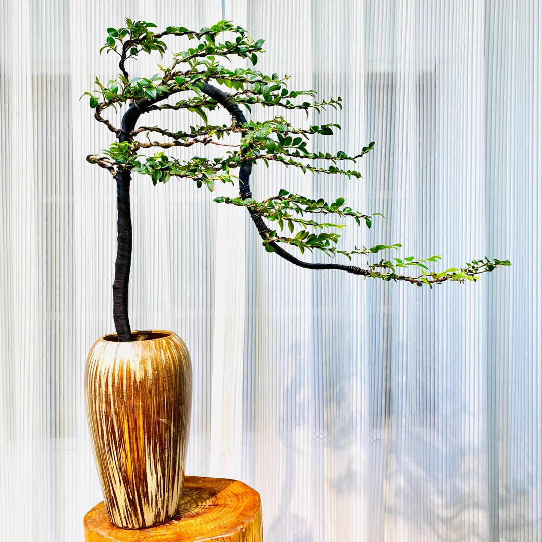 精品意境款小叶紫檀长飘枝造型黑骨茶盆景诧寂风绿植现代风盆栽