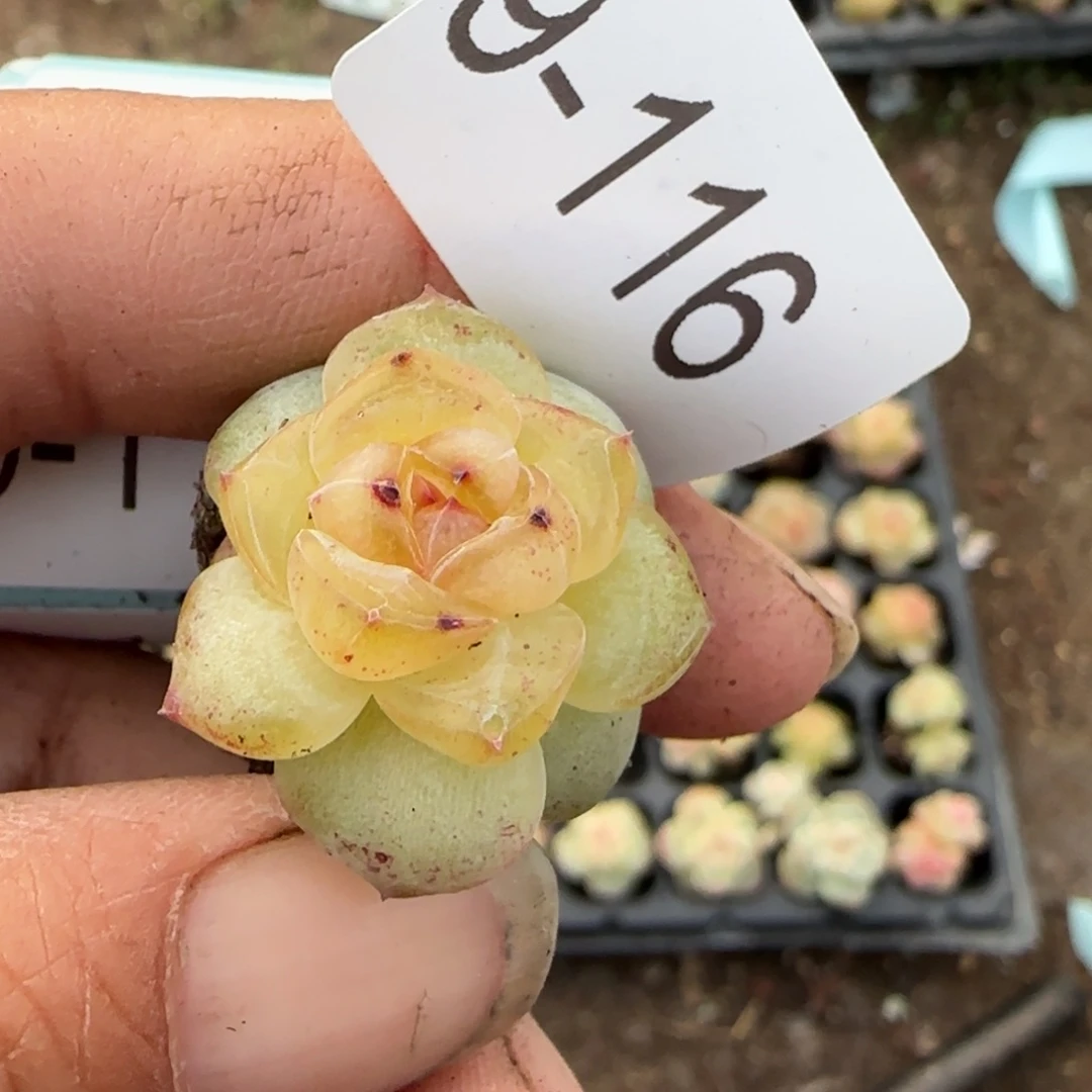 多肉小卡拉米糖心一物一拍