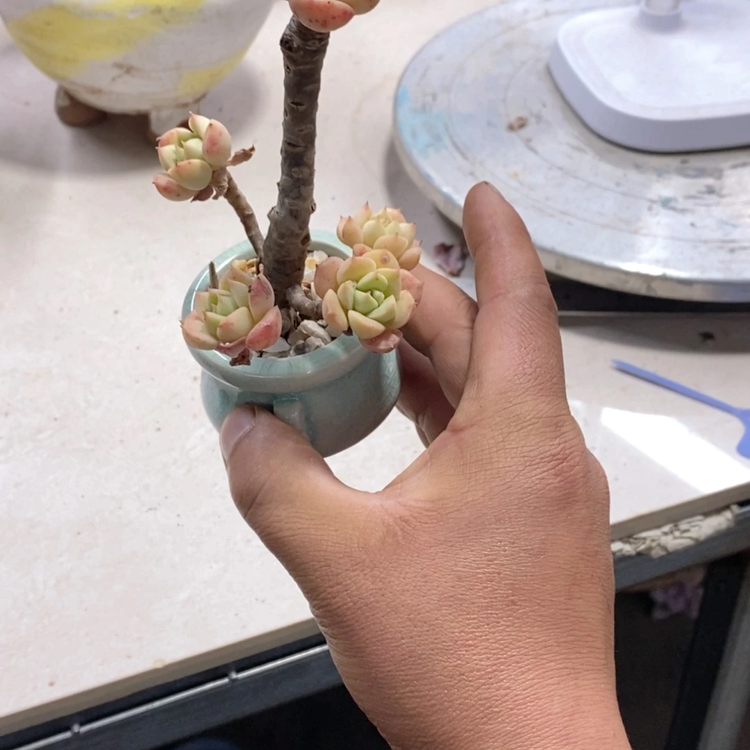 L****p一物一拍如图所见