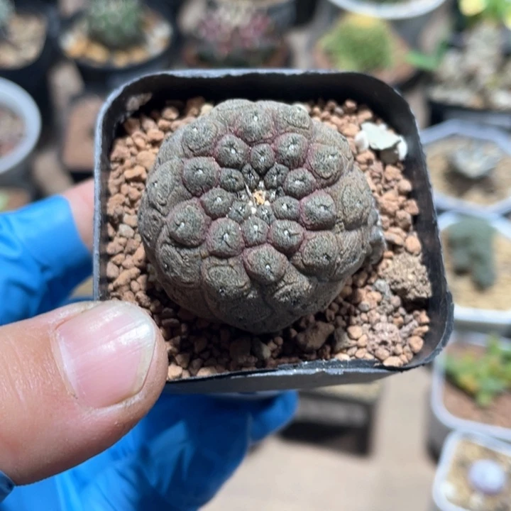 无*206实生蜥蜴皮仙人球