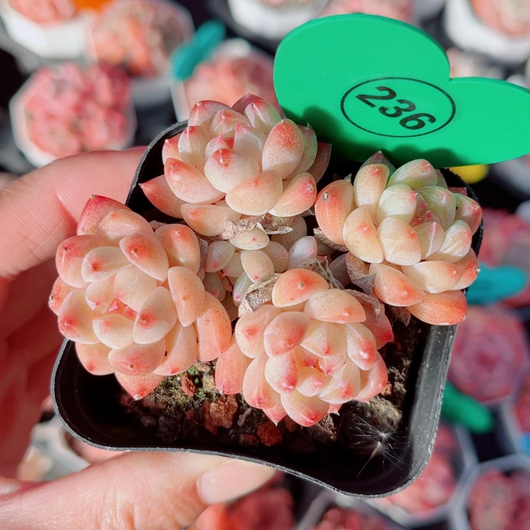 236号小老桩糖心群