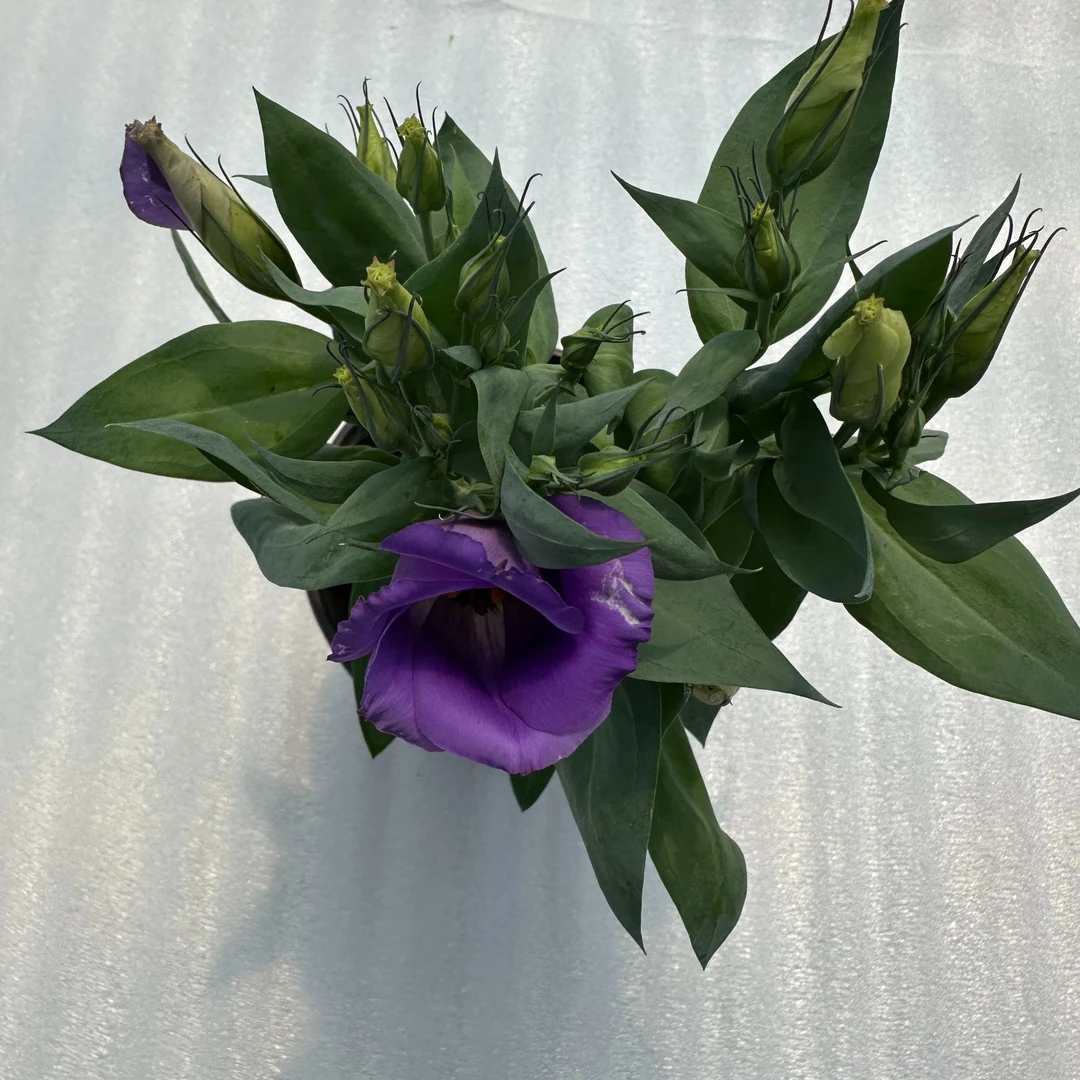 中昌花卉【洋桔梗】