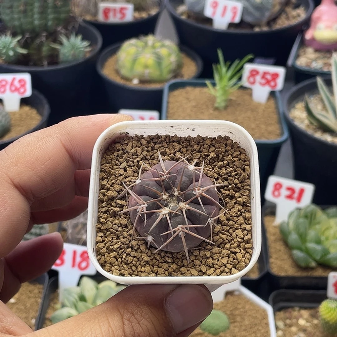 实生紫肌九刺天平仙人球