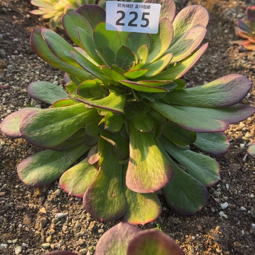 225雨荷多肉植物