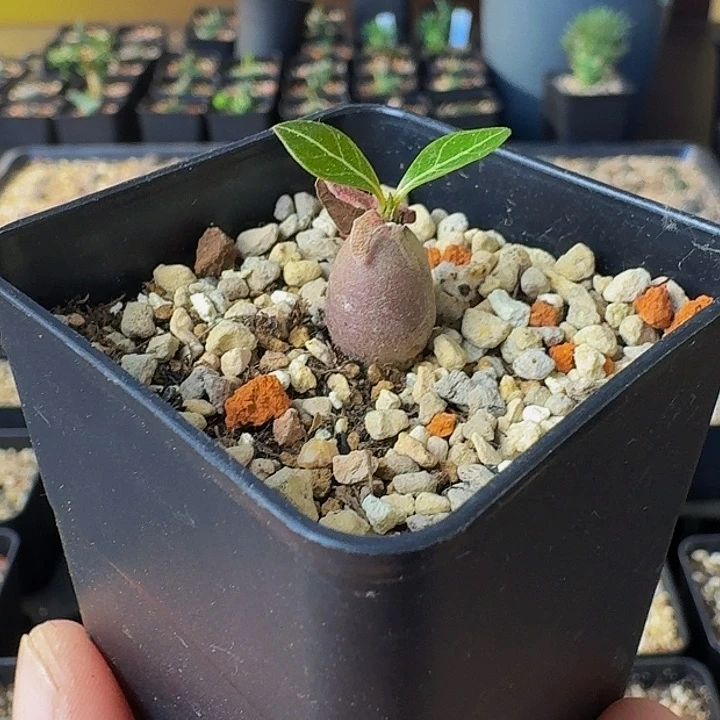 霹***宝索科特拉沙漠玫瑰