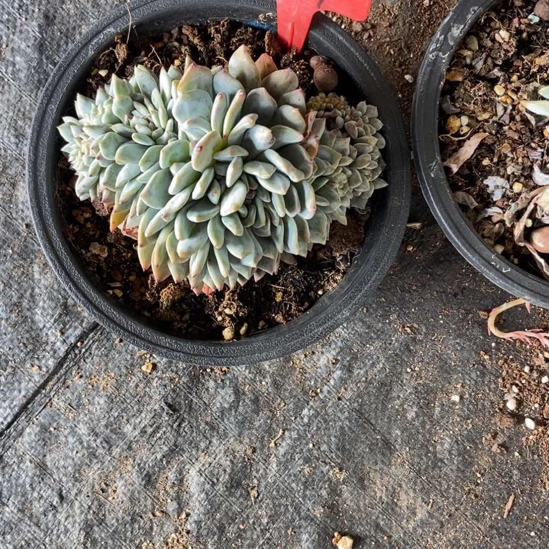 511星影缀多肉植物保护