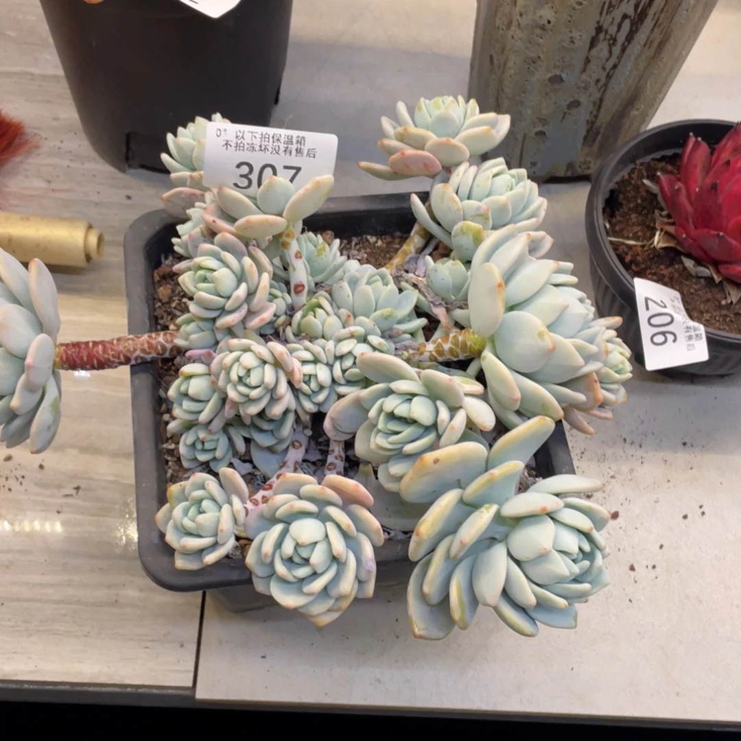 专****箱黑大帅多肉307冷香