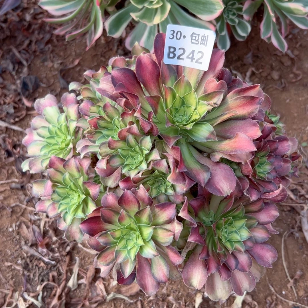 242 多肉侧枝不断枝