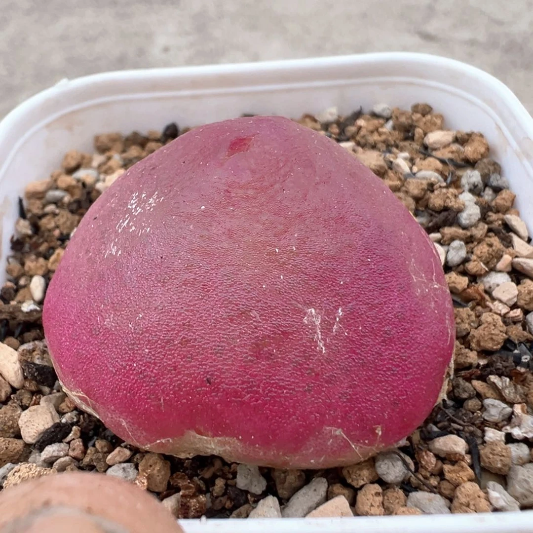 五****干58多肉植物百科知识