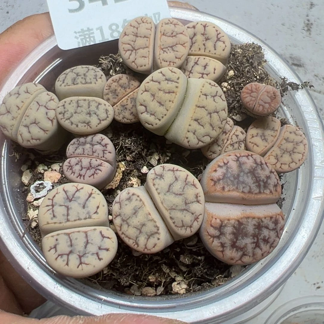 【闪购商品】 341。