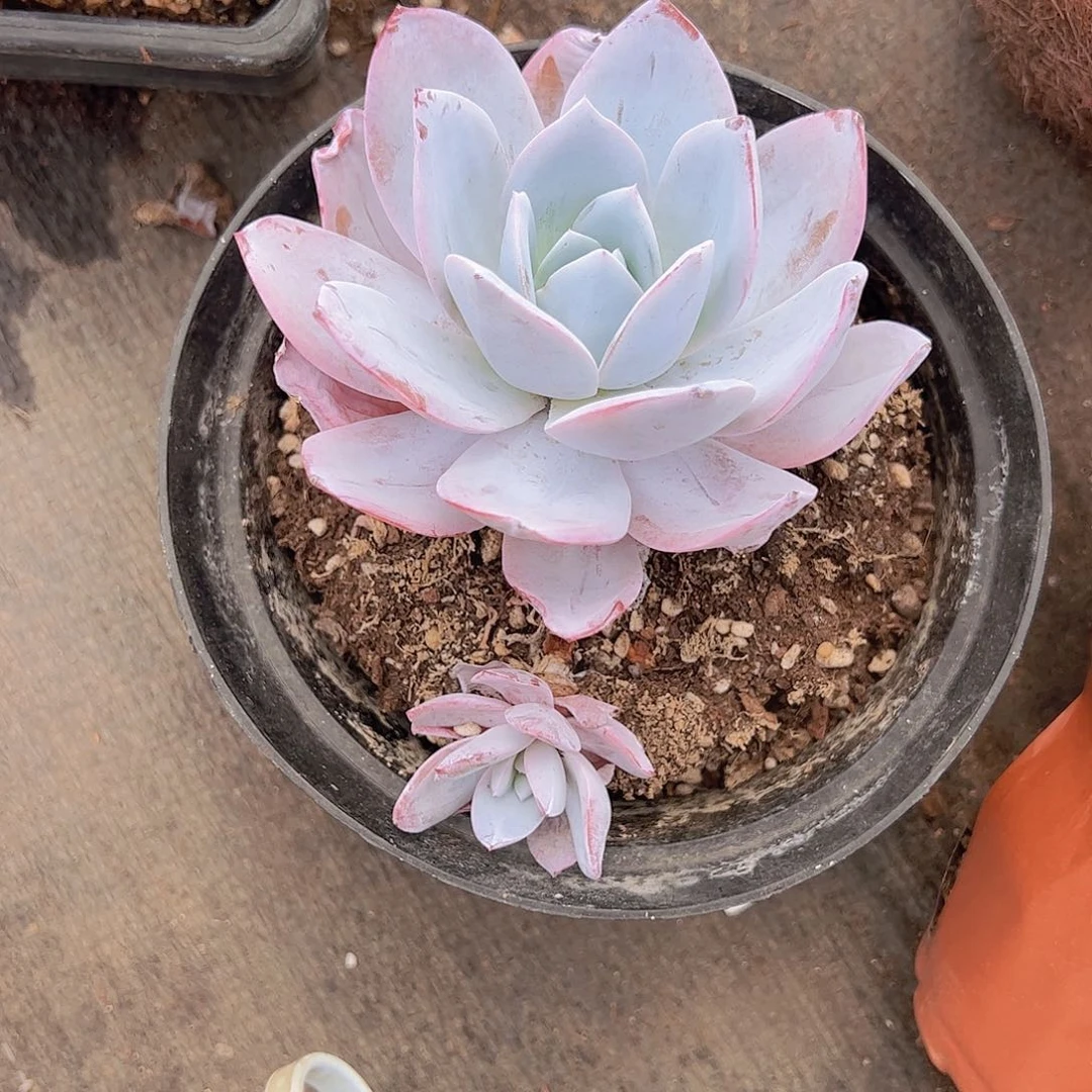 白莲大单头精品老桩