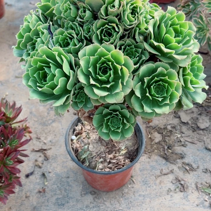 477绿羊绒多肉植物