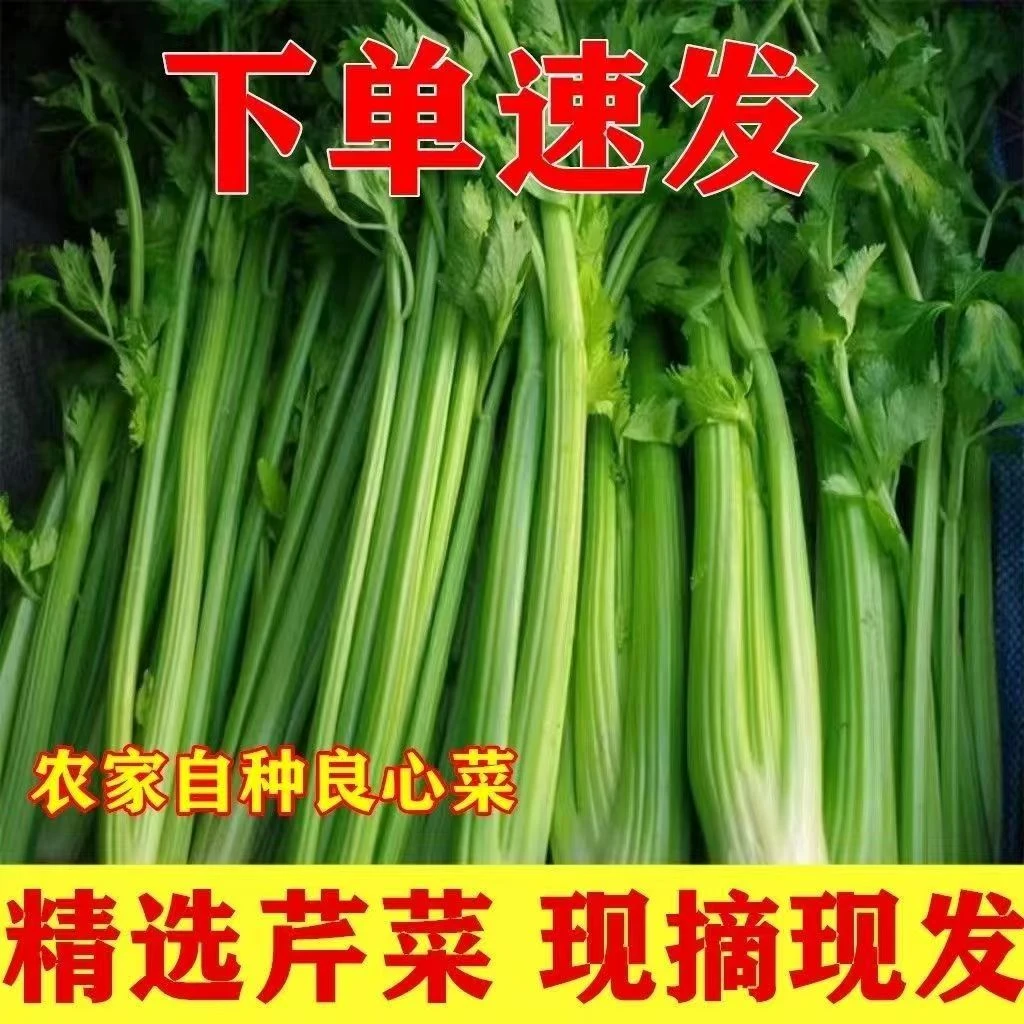 新鲜现摘芹菜本地农家自种嫩叶水果西芹蔬菜榨汁绿色蔬菜产地直供