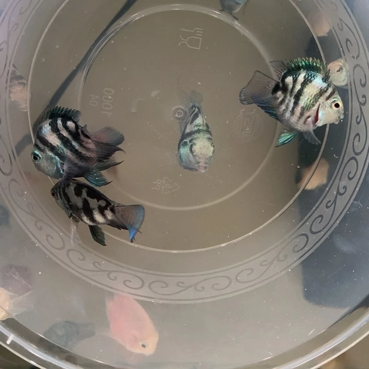 鹦鹉鱼宝蓝迷你鹦鹉一对包基因