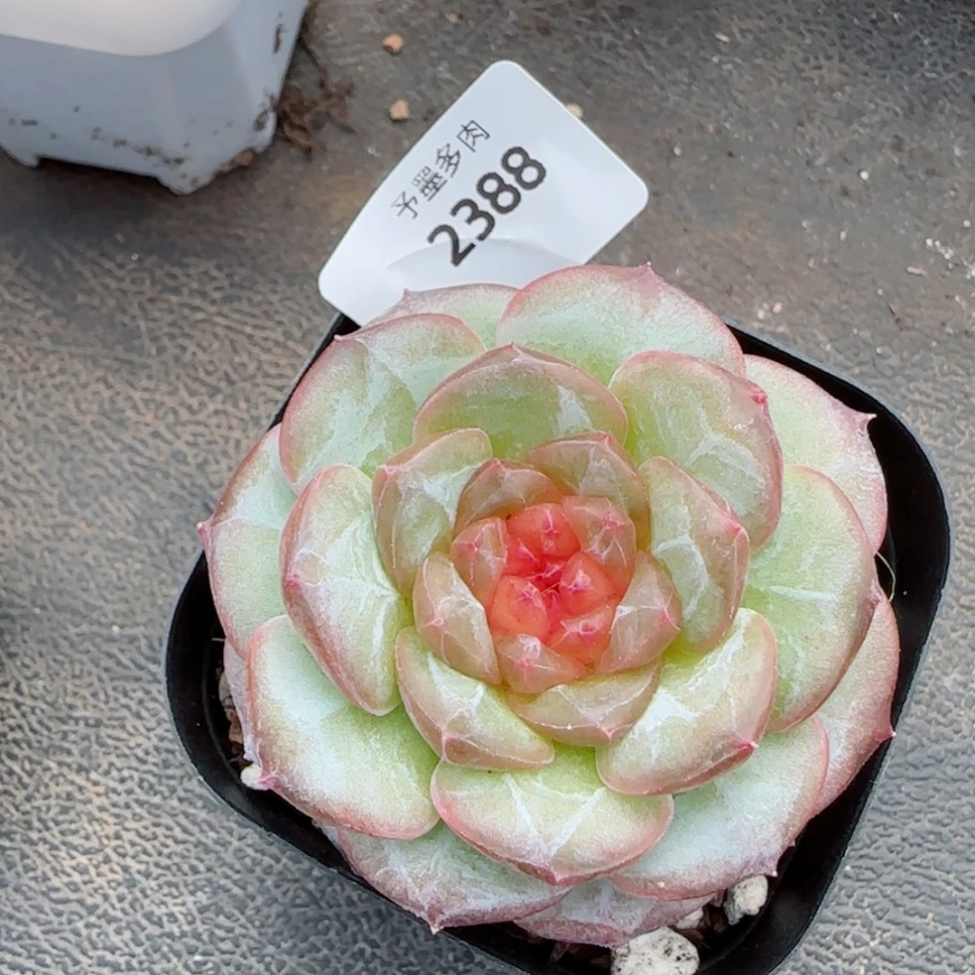 红莓，2388多肉植物