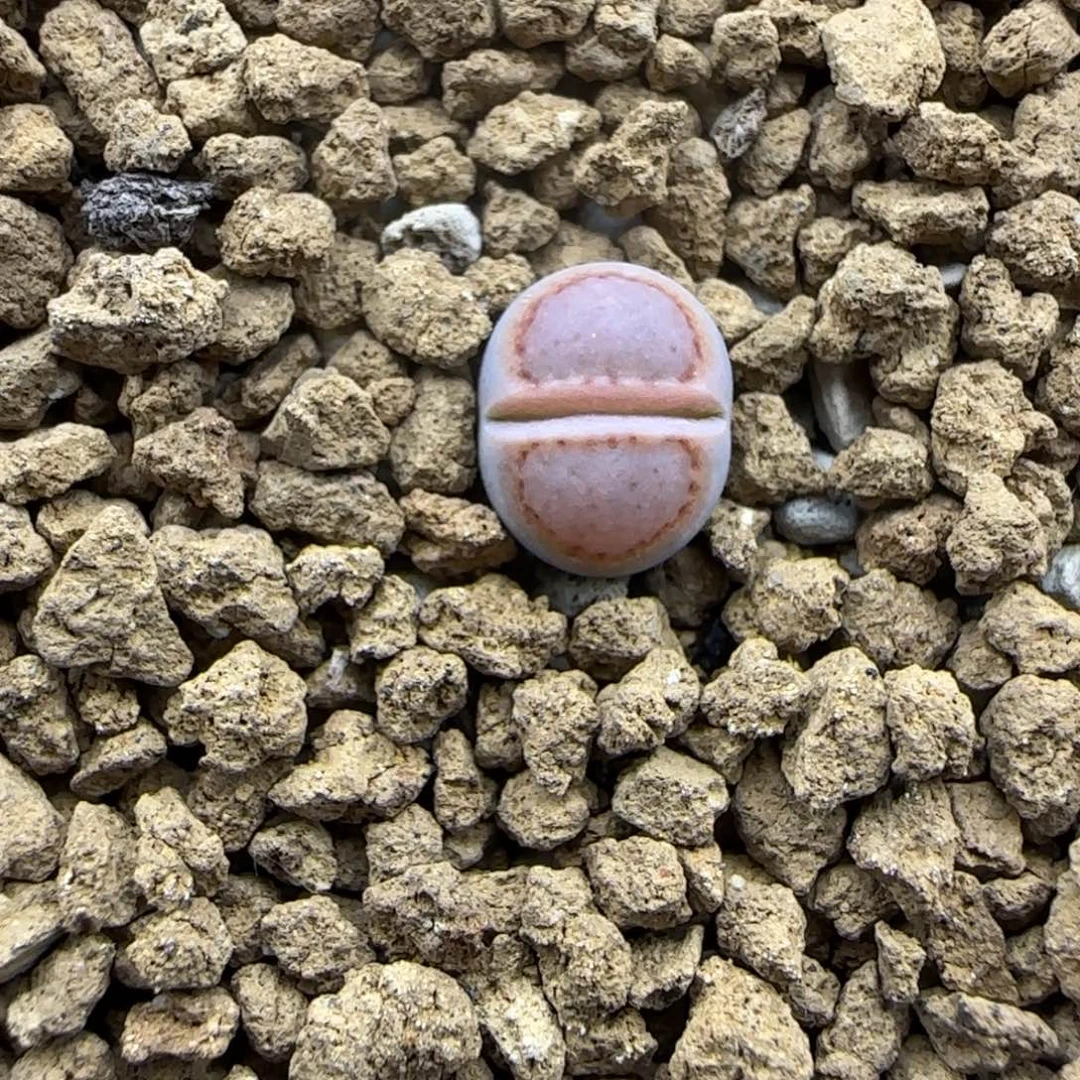 二蜕饼干大棚直播128
