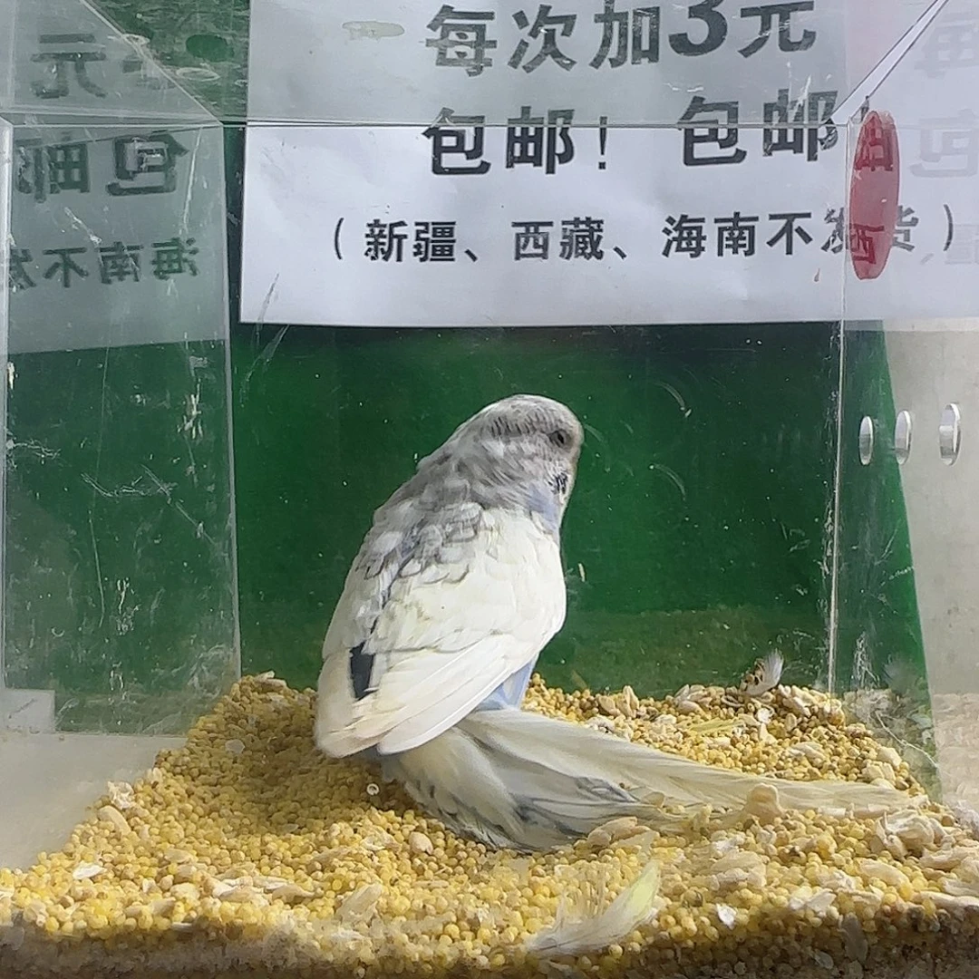 虎皮鹦鹉datouyingwu