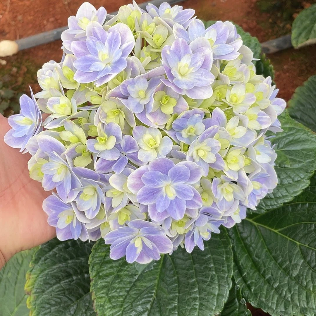 绣球切花一物一拍3枝起包邮，19