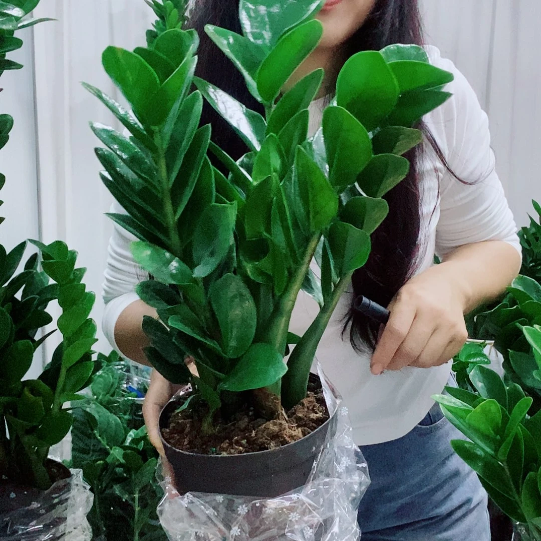 阳***虹不开花植物15规格圆叶一盆