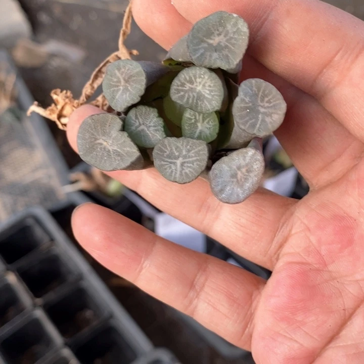 妮***娜3046。一颗福利。