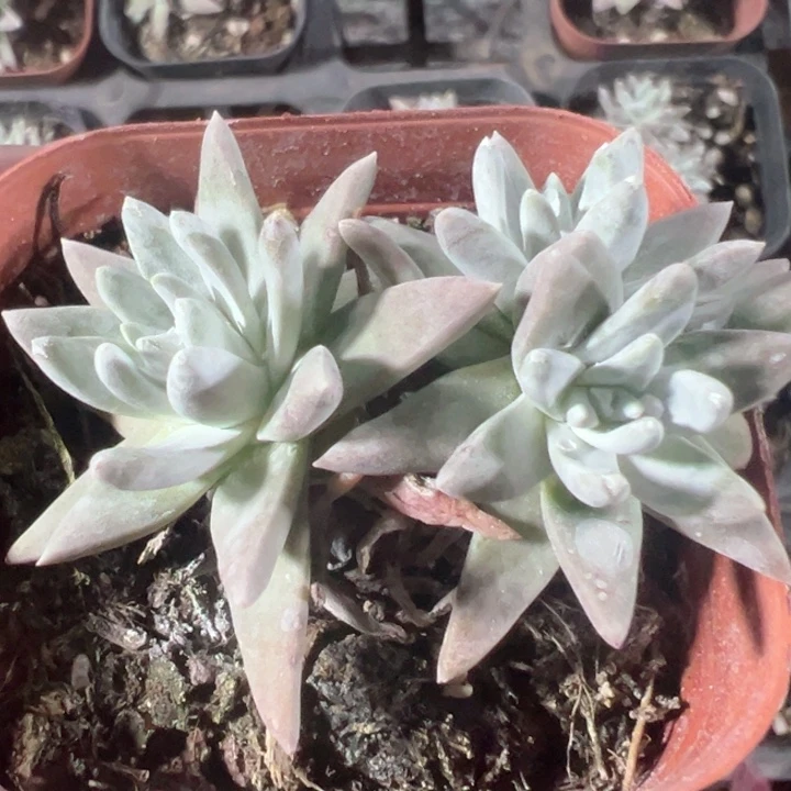 白菊精品多肉植物