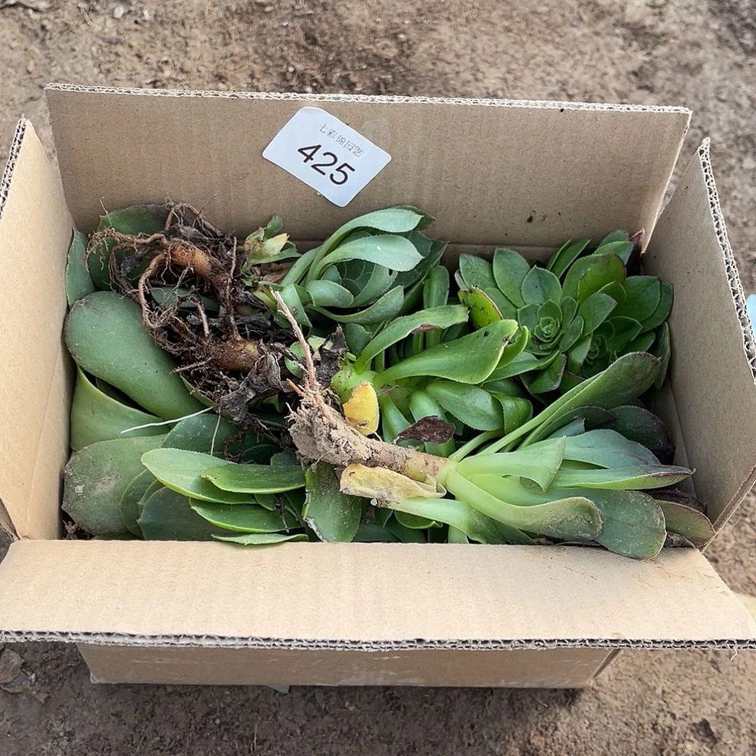 425箱拍绿色无售后