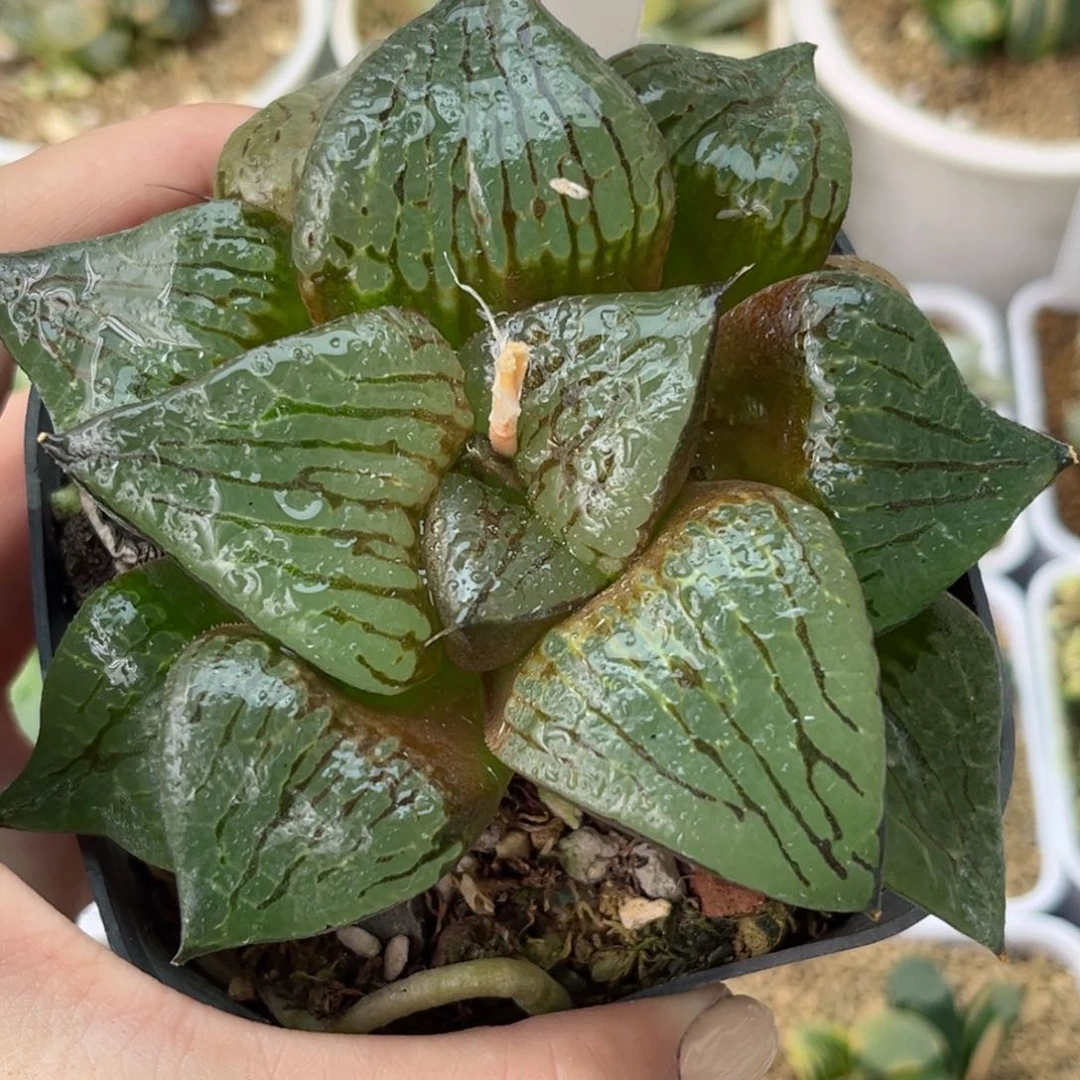 348变异阿寒湖哈哈哈哈哈