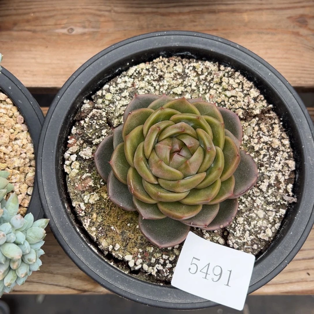 三***。5491肉肉肉肉肉肉肉