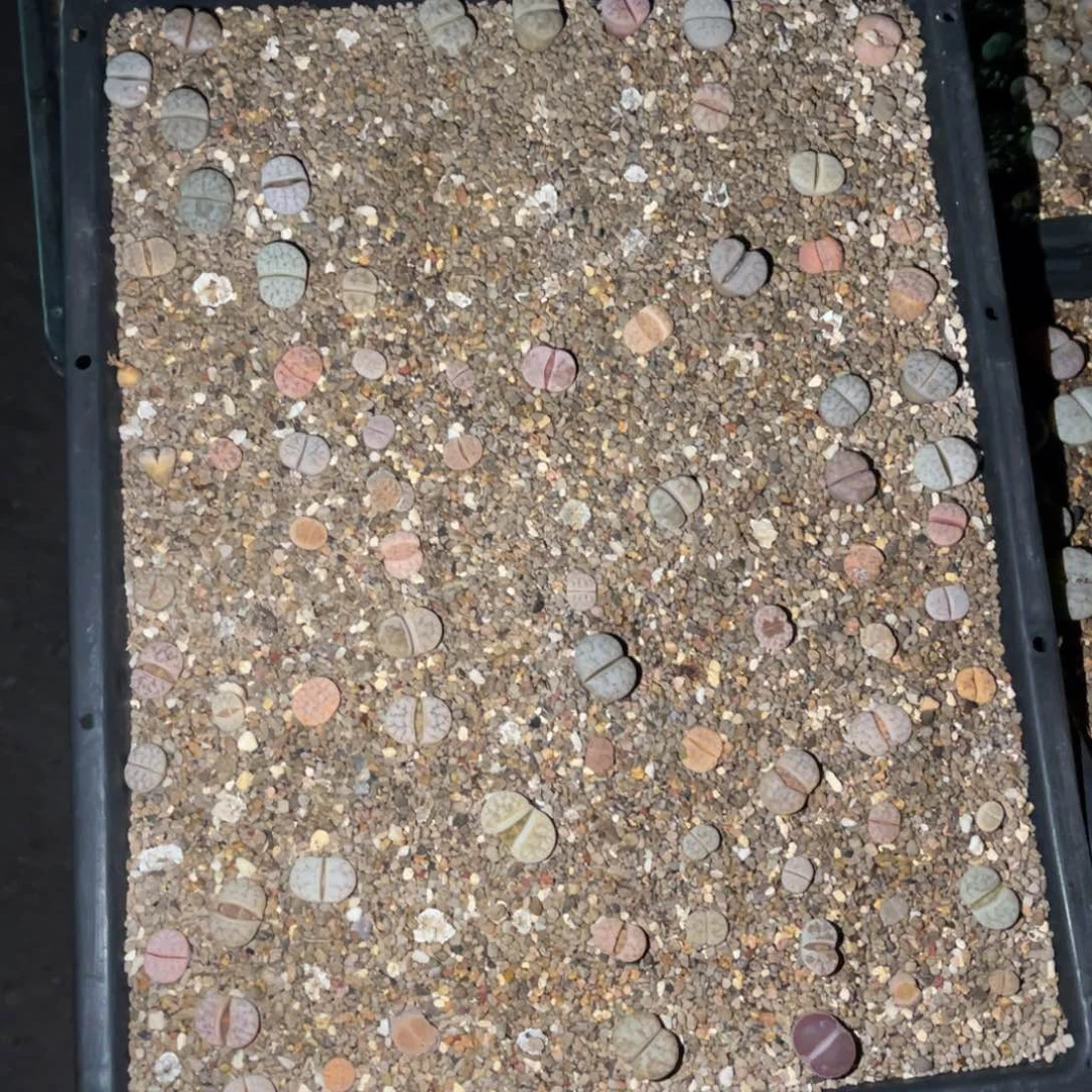 ****月5234福利筐1不售后