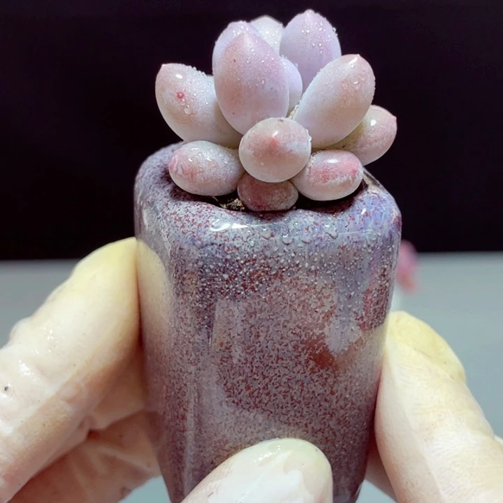 汤圆样品1盆带盆发货