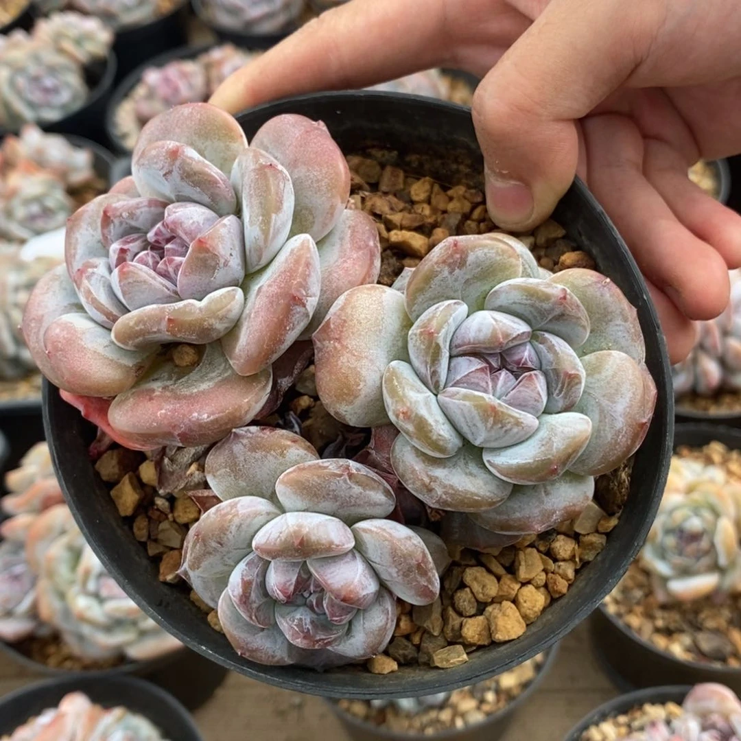 四头绿底紫心大肥包子