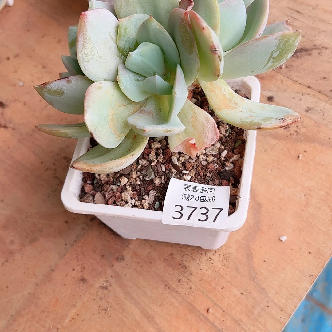 七***狗多肉一物一拍植物3737