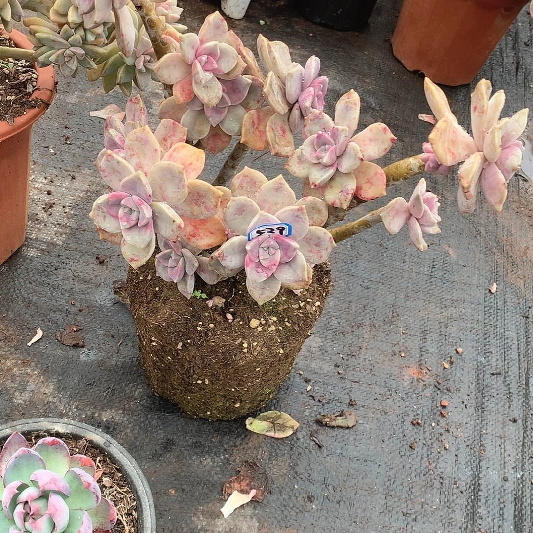 529紫乐 一物一拍多肉