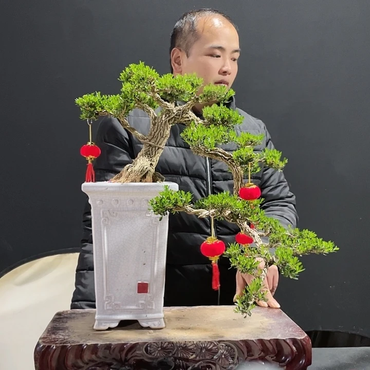 完全开放黄杨盆景园林