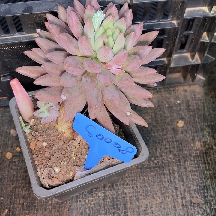 F****?水晶球一物一拍s00008