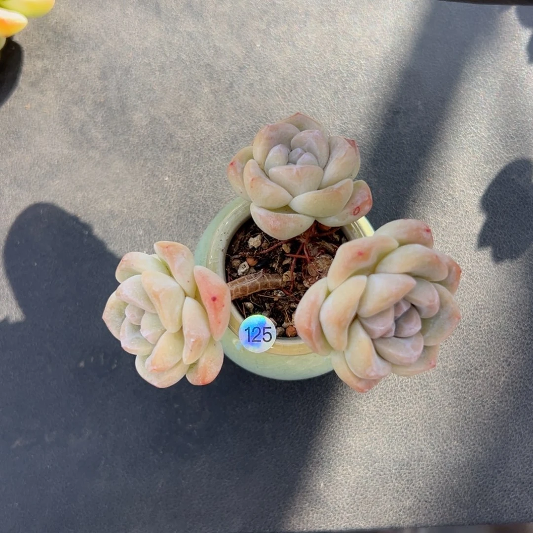 有**家三头冰玉带盆可能会掉土000000000