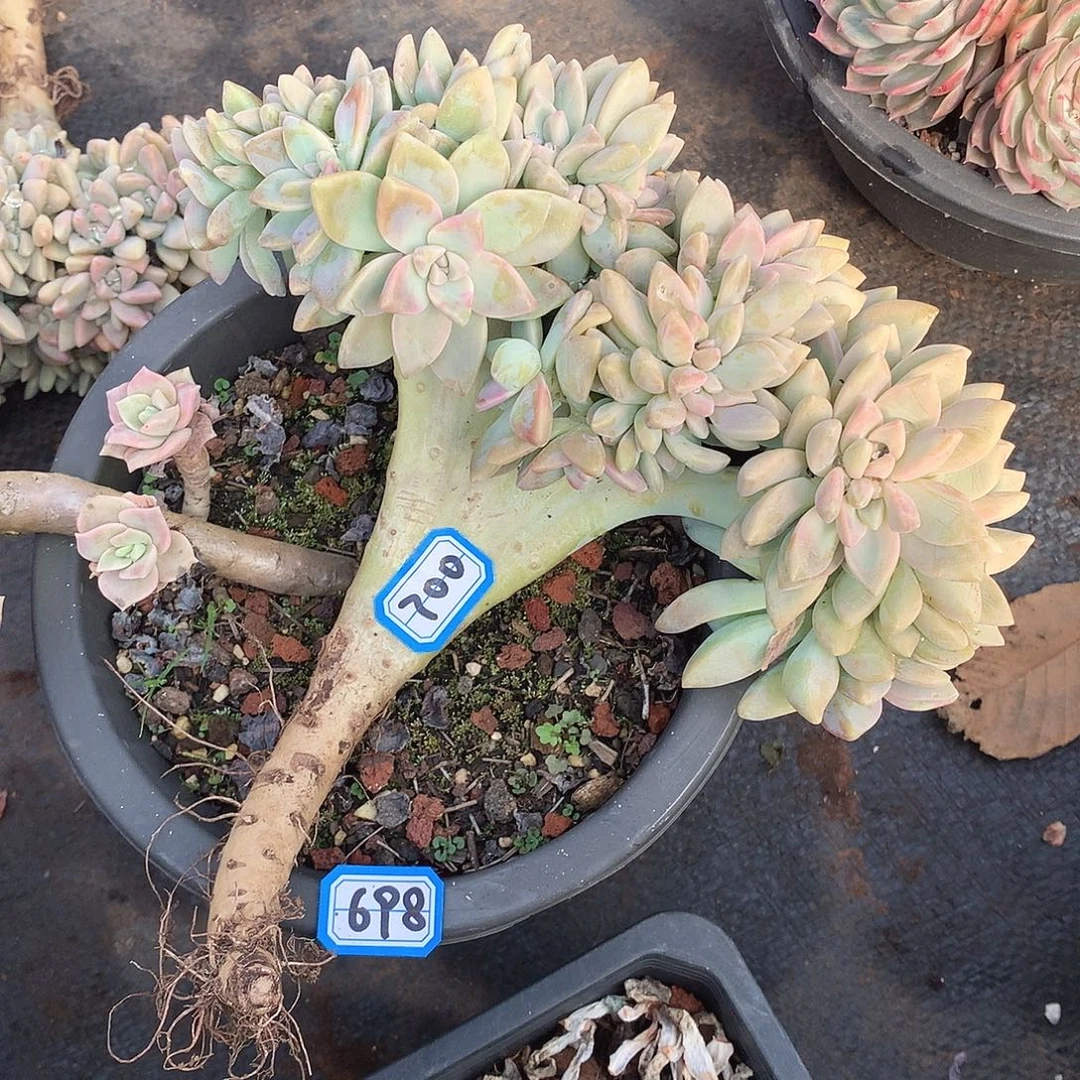 700淡雪缀 一物一拍多肉