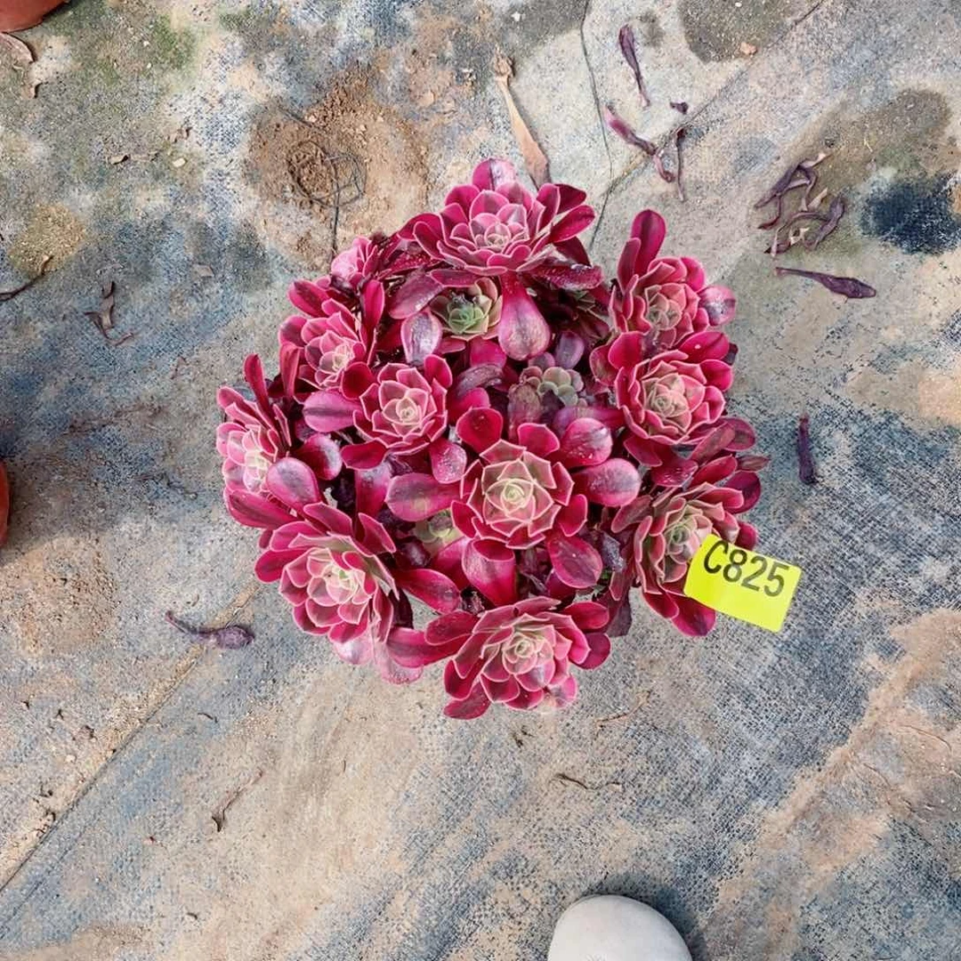 美杜莎多肉法师丛林825